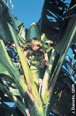 Example of Australimusa section: Musa jackeyi