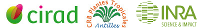 CIRAD